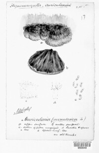 Auricularia mesenterica image